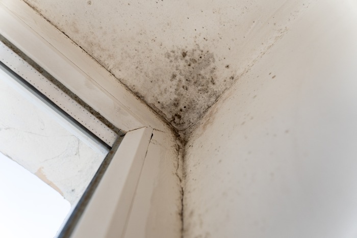 Featured image for “Tips for Mold Prevention”