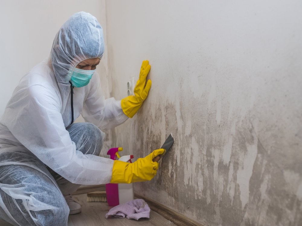 Featured image for “DIY vs. Professional Mold Removal”